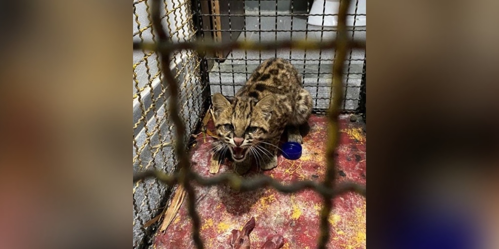 Vídeo mostra soltura de filhote de jaguatirica resgatada em Conselheiro Paulino