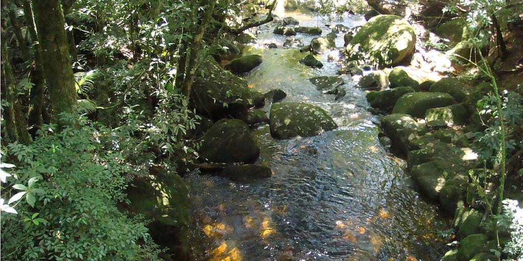 Dia Mundial da Água tem ações pela preservação do Rio Paquequer, em Teresópolis