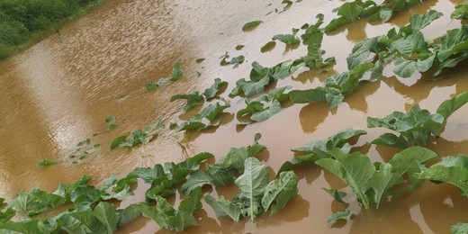 Produção agrícola do terceiro distrito de Nova Friburgo é devastada pela chuva