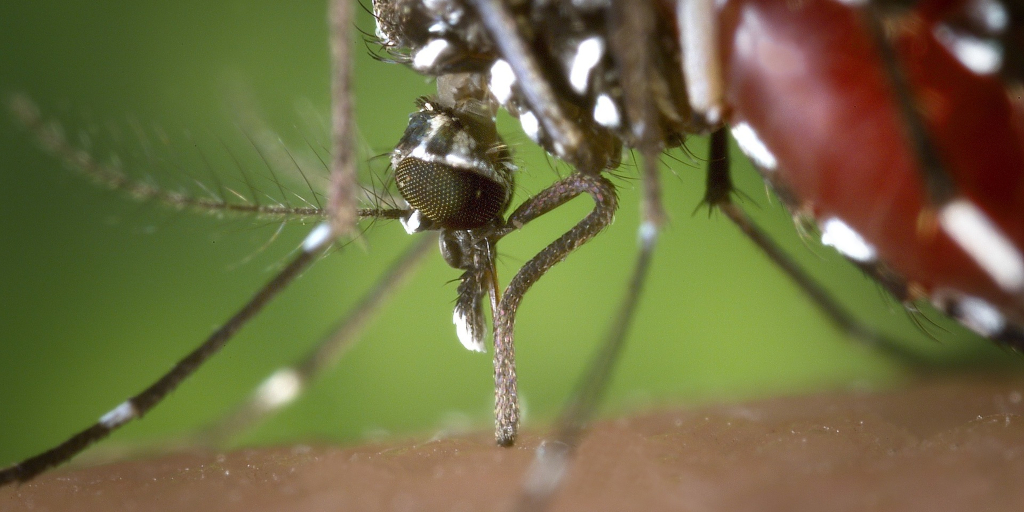 Dados alertam para aumento de doenças relacionadas ao Aedes aegypti neste verão