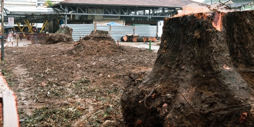 Prefeitura de Nova Friburgo se manifesta após questionamentos sobre corte de árvores da praça Getúlio Vargas