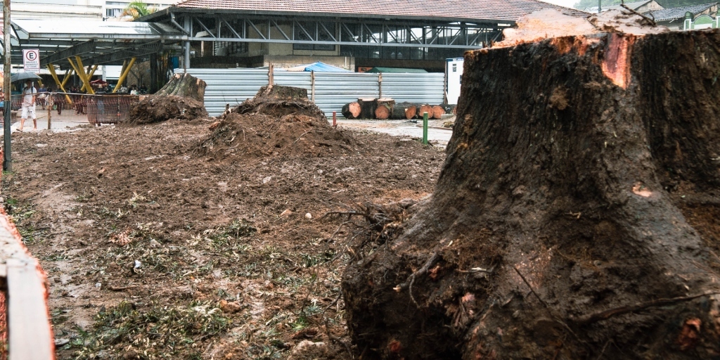 Prefeitura de Nova Friburgo se manifesta após questionamentos sobre corte de árvores da praça Getúlio Vargas