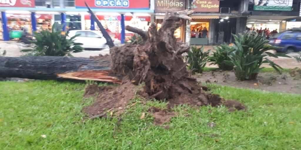 Árvore tombou no centro com a força do vento 