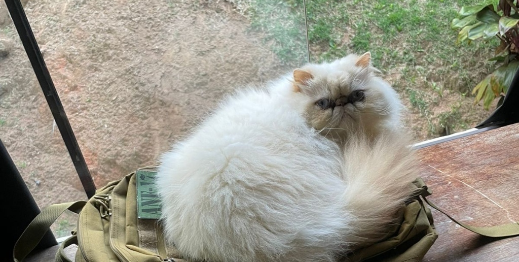 Gato fica próximo da janela para tentar fugir do calor 