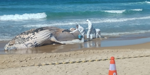 Baleia jubarte morre encalhada em praia de Cabo Frio nesta segunda; veja vídeos