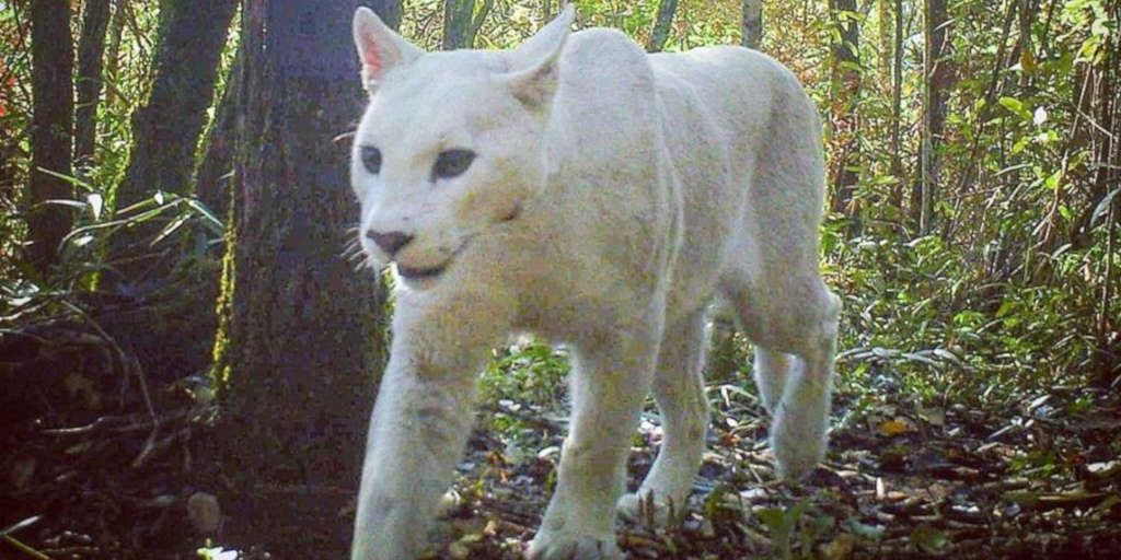 Pesquisadores conseguiram fotografar primeira onça-parda com caso de leucismo