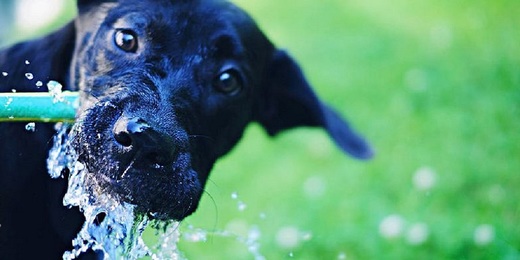 Saiba como proteger seu pet do calor que marca o início deste ano