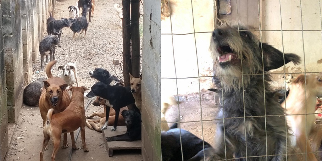 A maioria dos cães do abrigo já é castrada