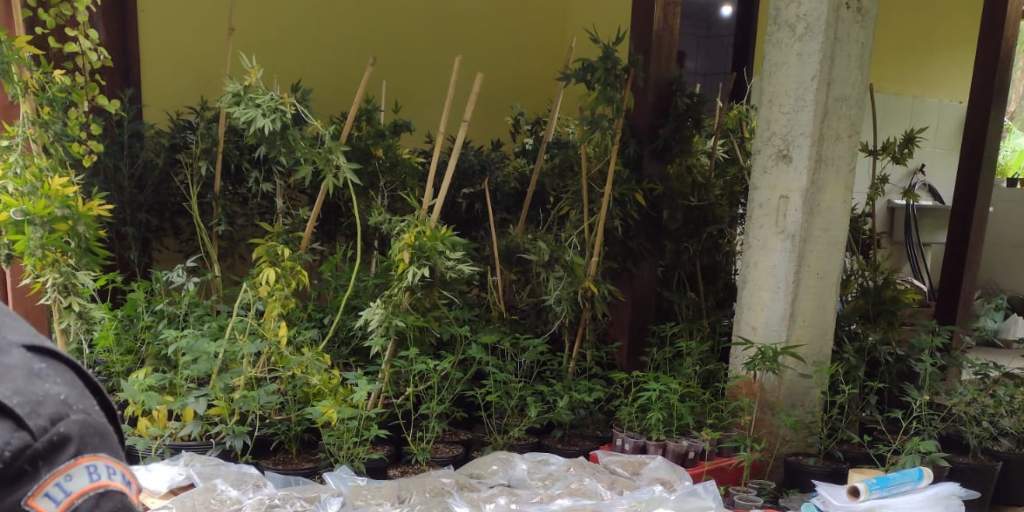 Pés de maconha foram apreendidos após denúncia