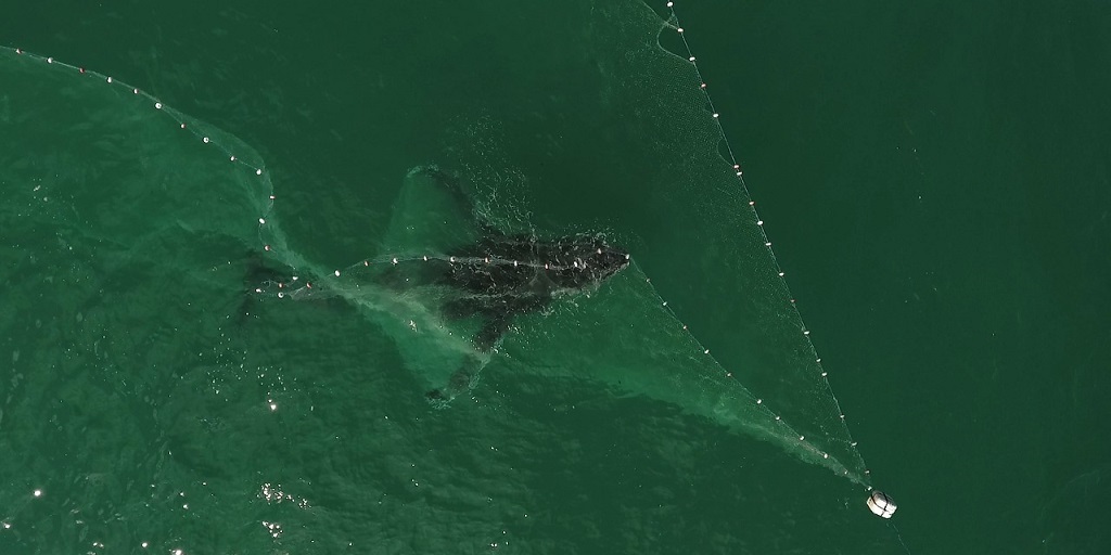 Baleia jubarte fica presa em rede de pesca em Arraial do Cabo, mas é libertada