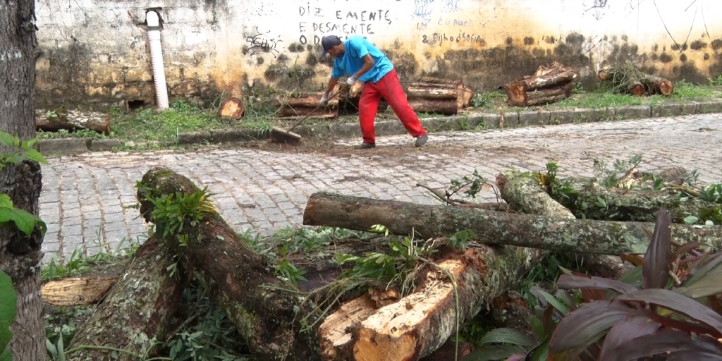 Equipes retirando árvore no bairro Lagoinha