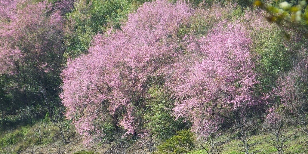 Tradicional Festa da Cerejeira acontece neste final de semana, em Nova Friburgo