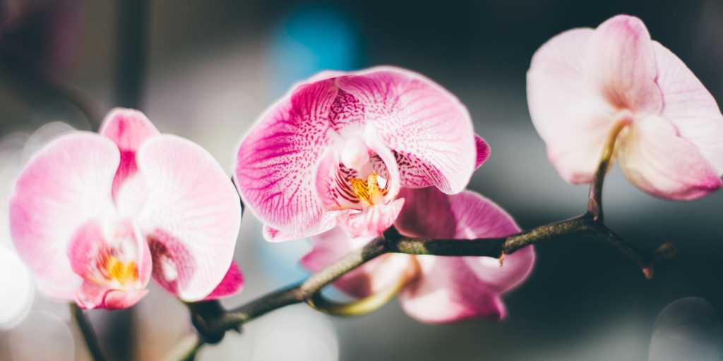 Além das suculentas: orquídeas são a nova aposta no cultivo de plantas.  Veja como ter uma em casa | Portal Multiplix