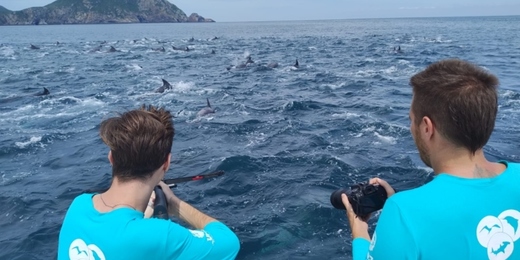 VÍDEO: pesquisadores registram grupo com mais de 200 golfinhos em Arraial do Cabo