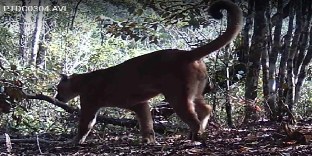 É o bicho! Onça-parda é flagrada no Parque Estadual do Desengano; veja vídeo