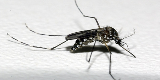 Casos de dengue disparam em Friburgo: número em 2022 é 24 vezes maior do que no ano anterior