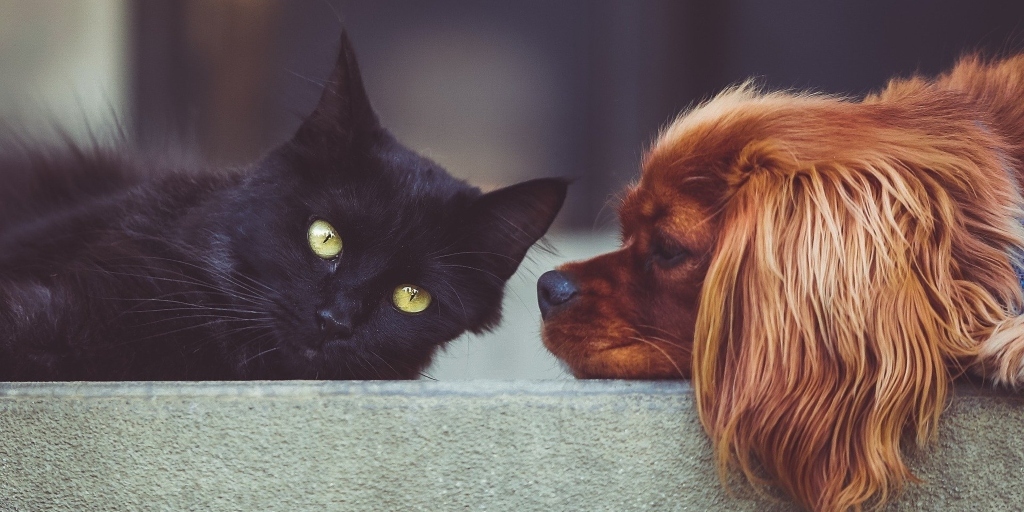 Cuidados com os bichinhos: Produtos de limpeza podem fazer mal a animais de estimação