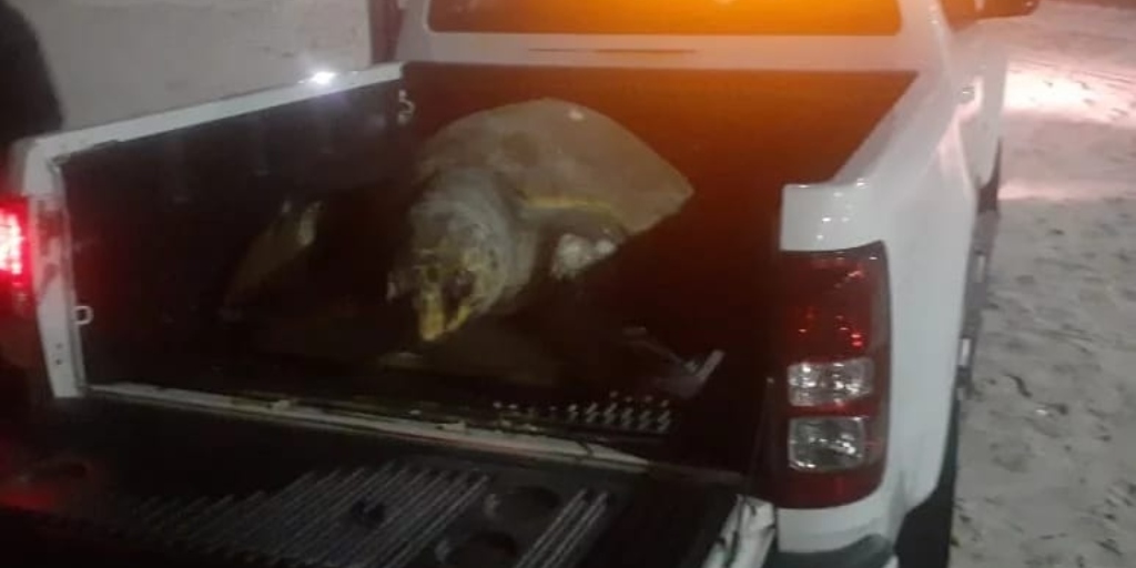Tartaruga-gigante com 200 quilos é encontrada morta na Praia do Forte, em Cabo Frio