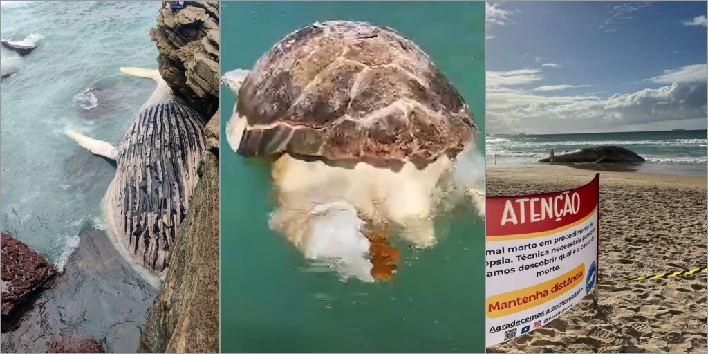 Baleias e tartaruga são encontradas mortas em praias da Região dos Lagos; saiba possíveis causas