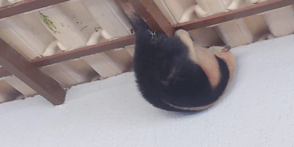Tamanduá-mirim é resgatado após subir em telhado de casa em Araruama