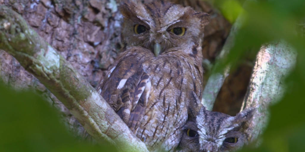 A ONG já mapeou mais de 400 aves, que indicam que os remanescentes florestais estão em bom estado de conservação