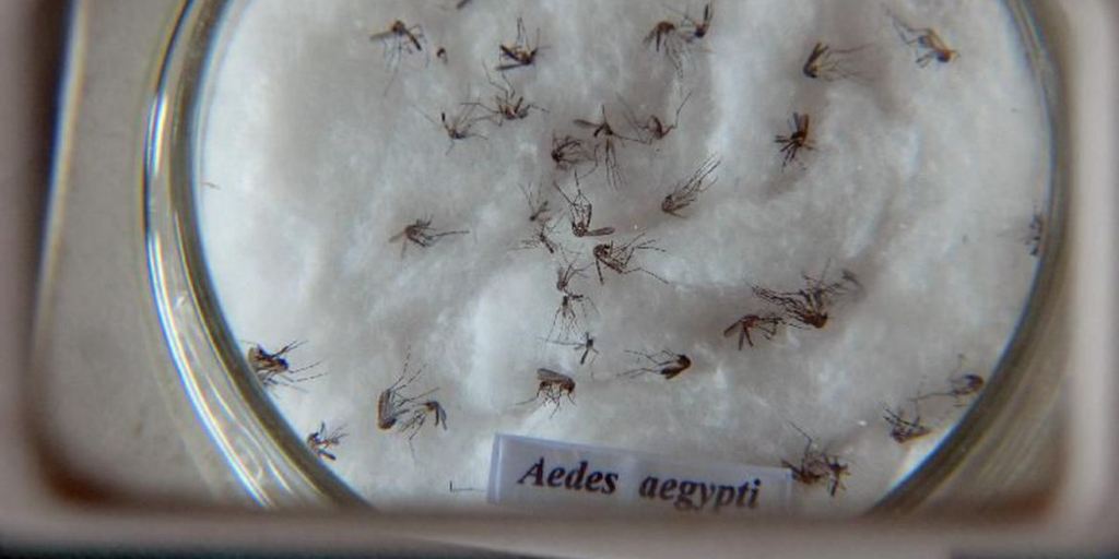 Friburgo já tem mais de 60 casos de dengue nos primeiros meses do ano; Amparo concentra mais registros