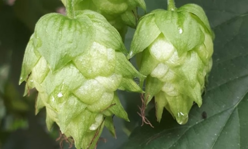 Lúpulo do tipo cascade produzido por Moema Cordeiro, em Nova Friburgo