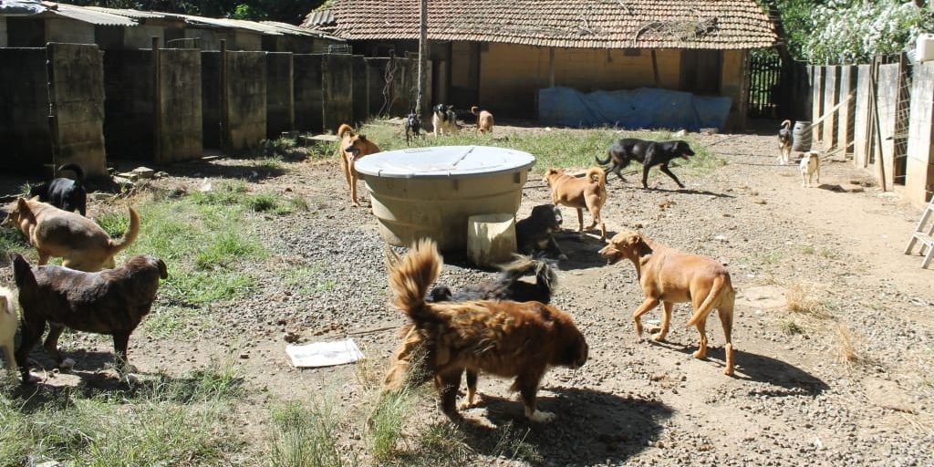 Protetora adoece e voluntários tentam doar cerca de 80 cachorros de abrigo, em Nova Friburgo