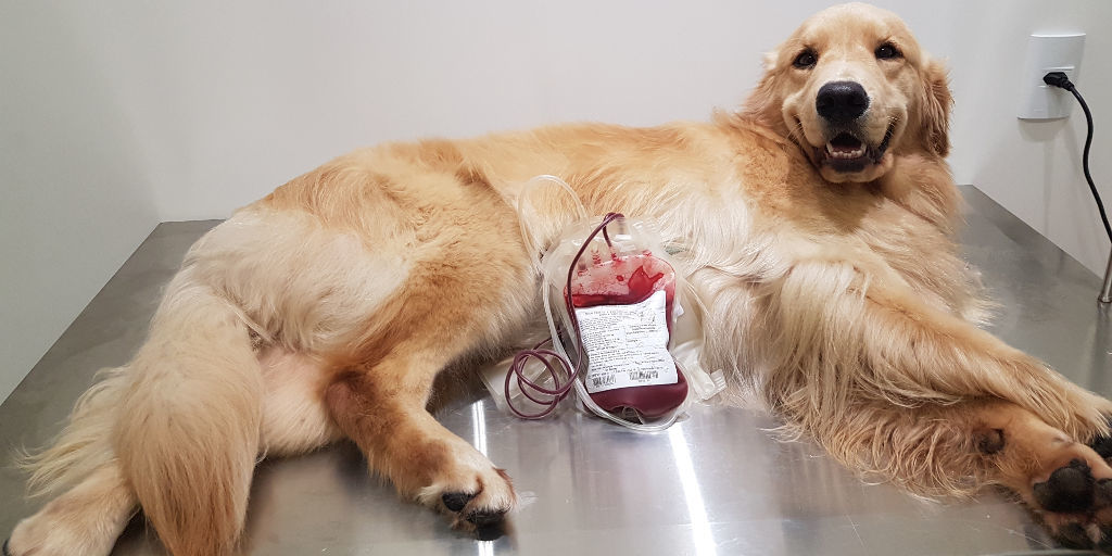 Você sabia? Pets também podem doar sangue