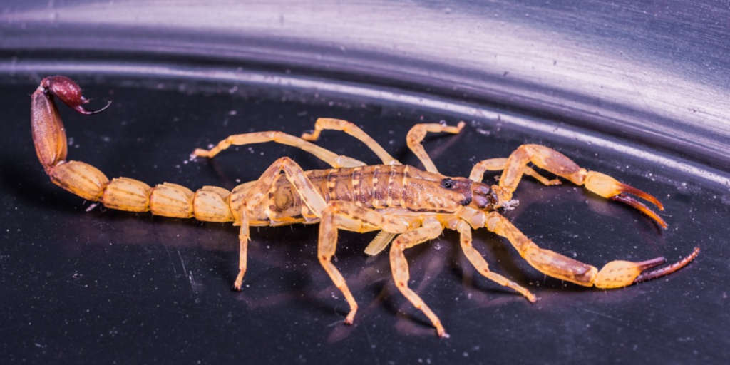 Aparecimento de escorpiões em áreas urbanas de Nova Friburgo chamou a atenção