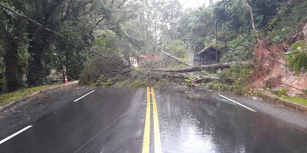 Energisa registrou mais de 100 ocorrências por árvores na rede nos primeiros dias deste ano