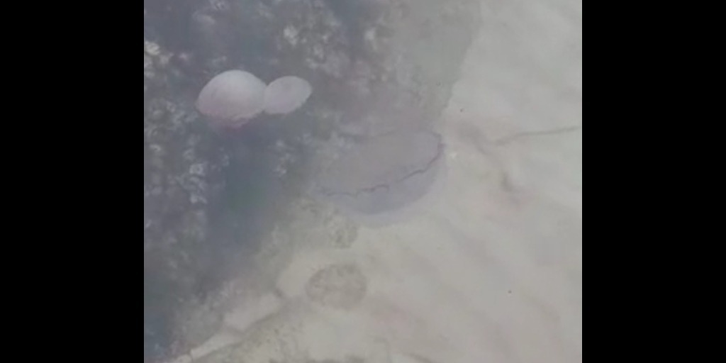 VÍDEO: Praia de Arraial do Cabo amanhece cheia de águas-vivas 