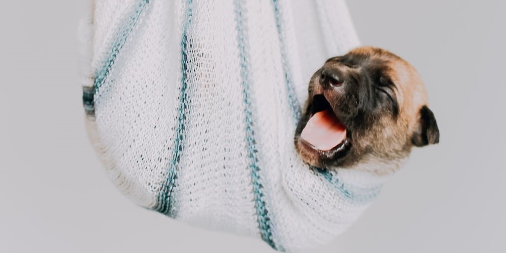 Projeto de controle populacional de animais será apresentado pela UFF em Nova Friburgo 