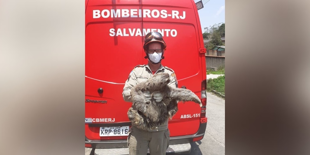 Mais um bicho-preguiça é resgatado em área residencial de Nova Friburgo