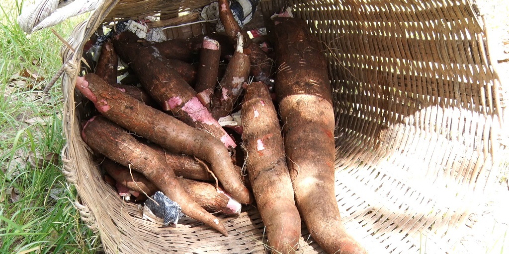 Concurso em Santa Maria Madalena vai eleger a mandioca mais grossa, comprida e pesada