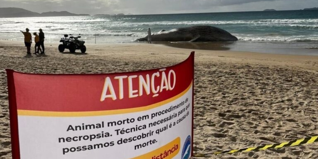 Em Cabo Frio, baleia tinha 13 metros e cerca de 32 toneladas