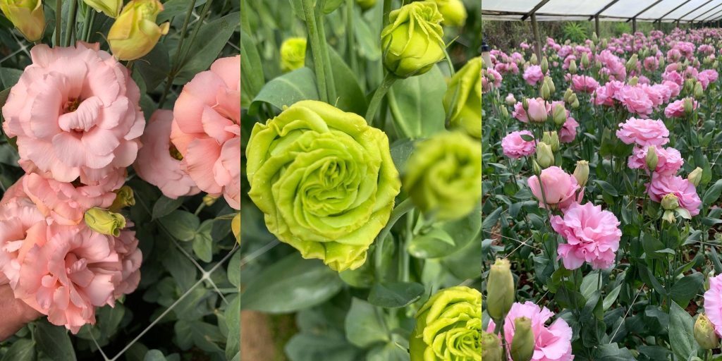 Friburgo é o segundo produtor de flores a nível nacional