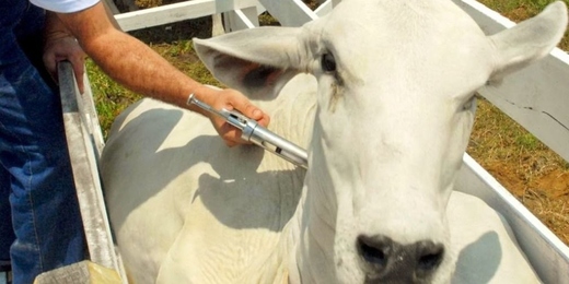 Começa a segunda etapa da vacinação contra a febre aftosa no estado