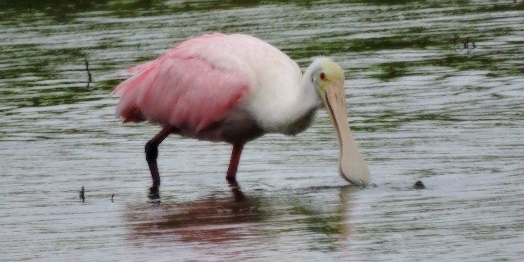 Ave do Pantanal é fotografada em Cabo Frio e chama a atenção pela beleza