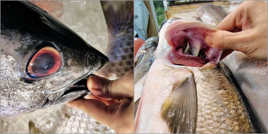 Olhos e guelras dos peixes devem estar com cores vivas no ato da compra