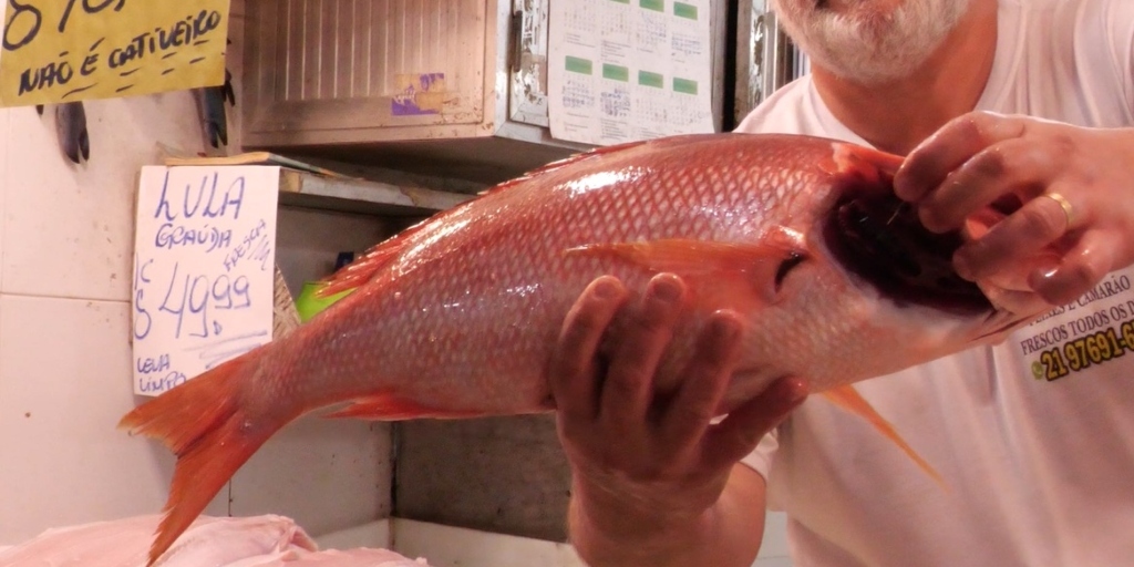Por serem altamente perecíveis, os pescados exigem manuseio e conservação adequados