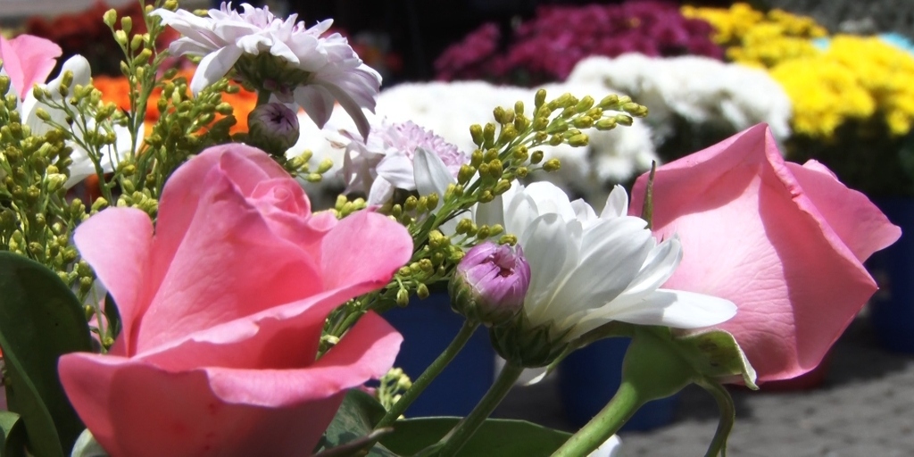 Crisântemos, rosas, gypsophilas e alstroemerias são as mais procuradas