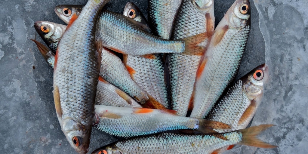 O peixe, além de combinar com o verão, tem a superstição de seguir em frente 