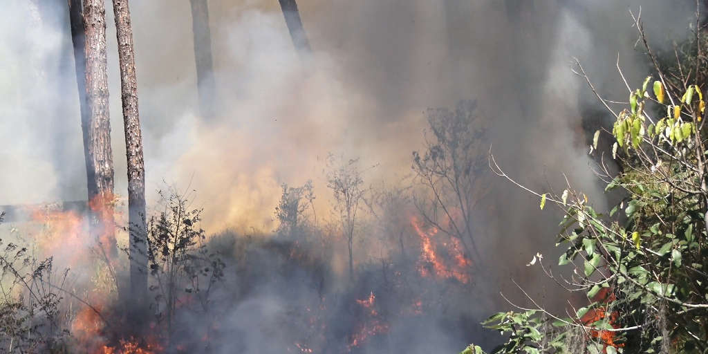 Corpo de Bombeiros combateu 11 mil incêndios em vegetação entre maio e outubro