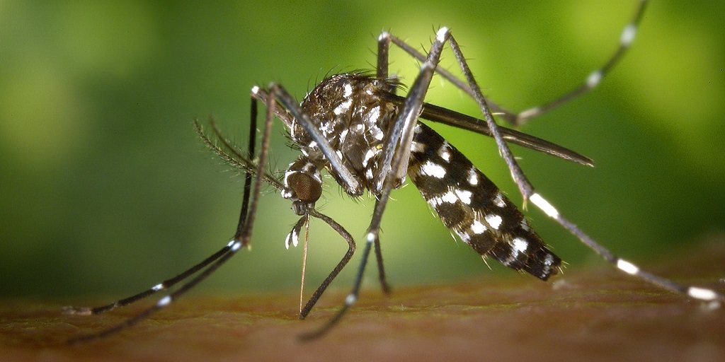 Ministério da Saúde anuncia possibilidade de surto de dengue a partir de março no Rio