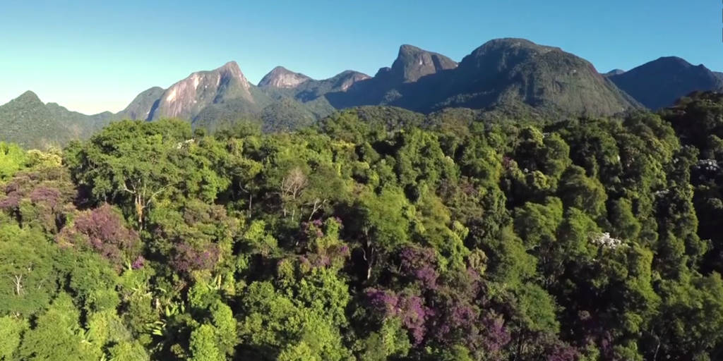 Reserva ecológica em Cachoeiras de Macacu já plantou 500 mil árvores