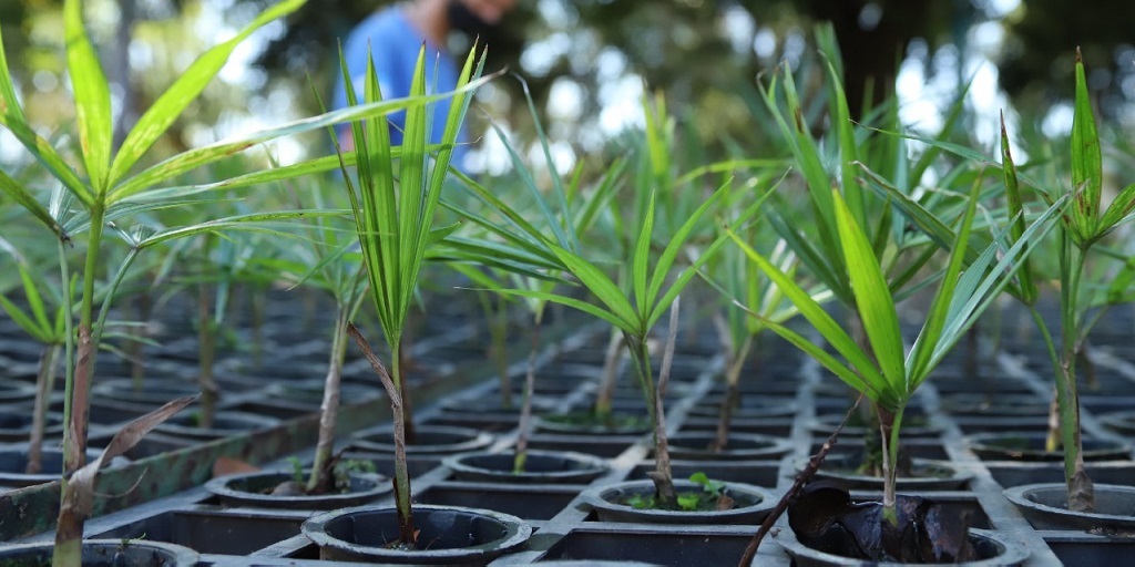 Projeto de preservação de palmeira ameaçada de extinção vence prêmio Firjan