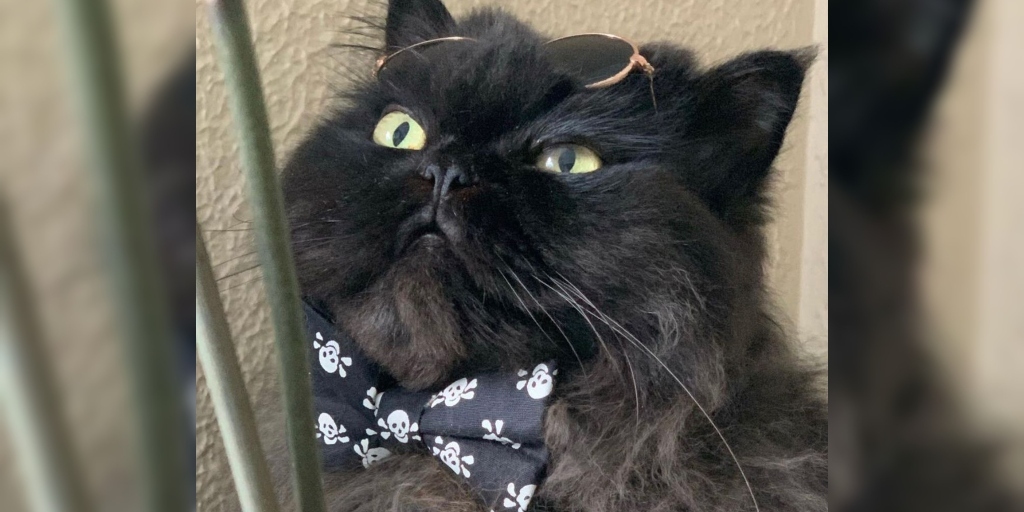 Gatinho "influencer" de Teresópolis ganha primeiro lugar em concurso do estado  