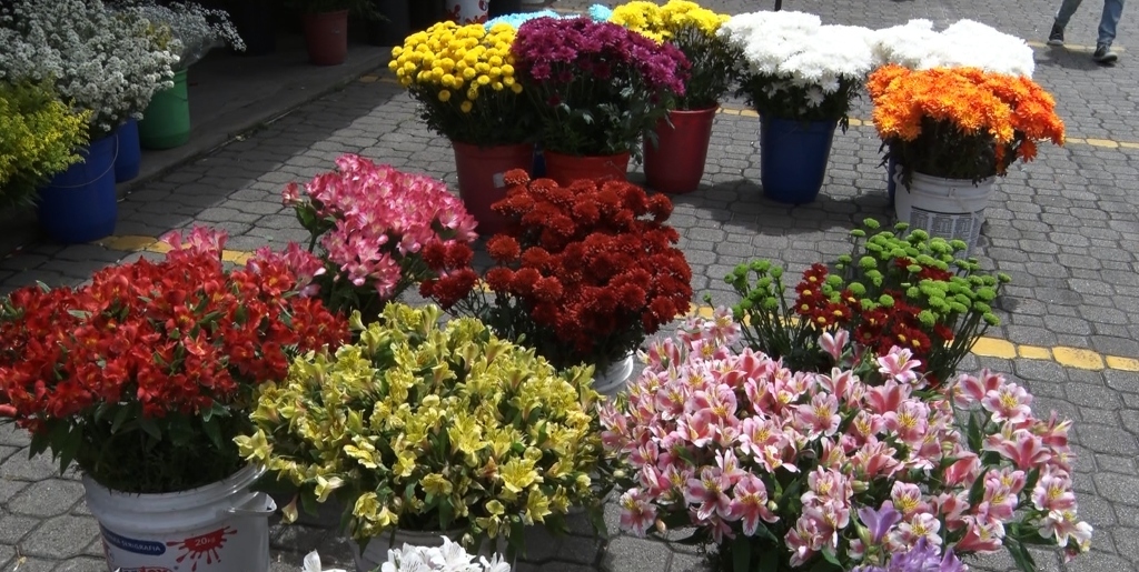  Finados deve registrar aumento de mais 20% nas vendas de flores em Nova Friburgo