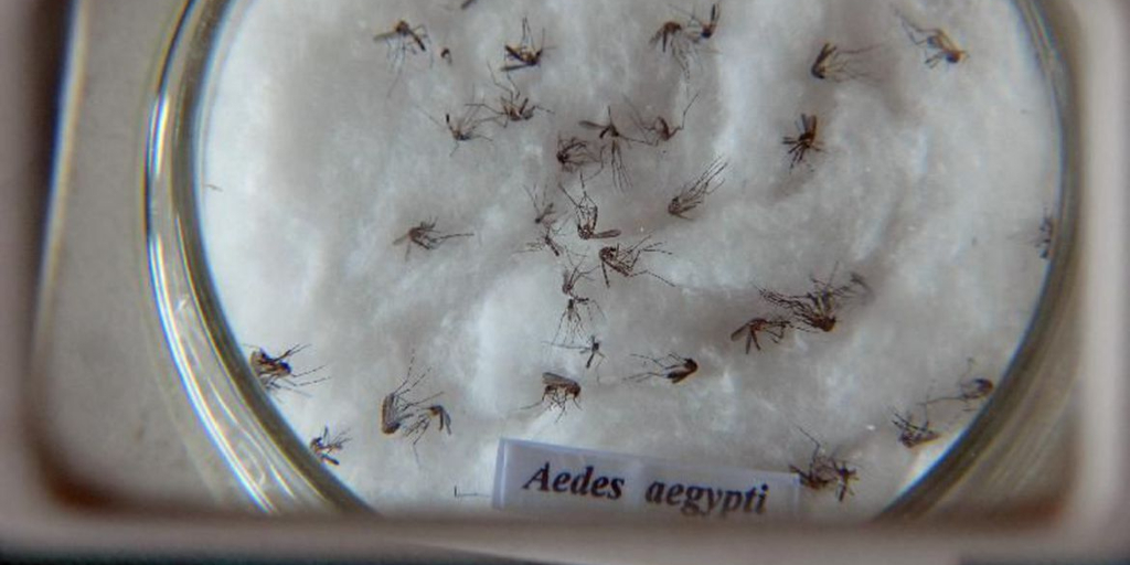 Casos de dengue, zika e chikungunya diminuem em Teresópolis e Nova Friburgo